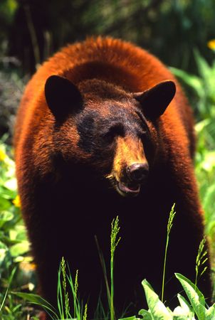 Cinnamon Phase Black Bearの写真素材