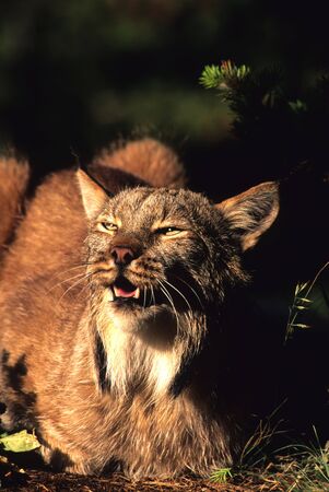 Lynx Snarlingの写真素材
