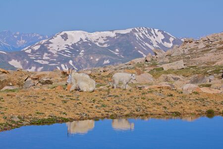 Mountain Goatsの写真素材