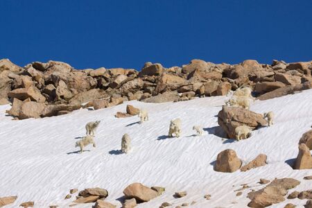 Mountain Goats Playing on Snowfieldの写真素材