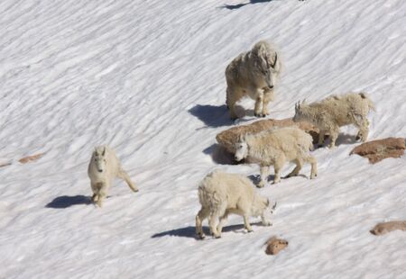 Mountain Goats Playing on Snowfieldの写真素材