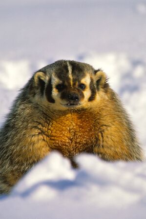 Badger in Snowの写真素材