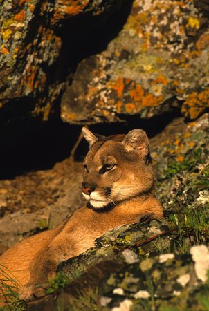 Bedded Mountain Lion
