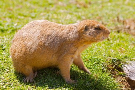 Cute Prairie Dog