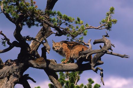 Bobcat in Treeの写真素材