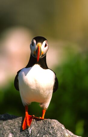 Atlantic Puffin on Boulderの写真素材
