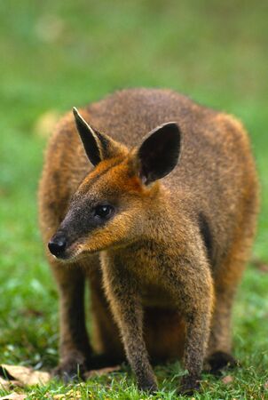 Kangaroo in Green Grassの写真素材