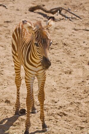 Zebra Foalの写真素材
