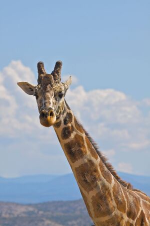 Reticulated Giraffeの写真素材