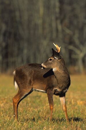 Young Whitetail Buckの写真素材