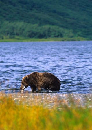 Brown Bear with Salmon Kodiak Island Alaskaの写真素材
