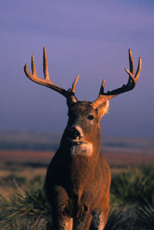 Whitetail Buck Portraitの写真素材