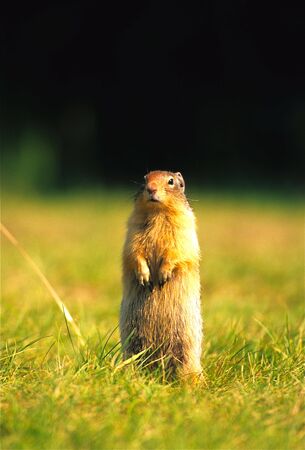 Columbia Ground Squirrel Standingの写真素材