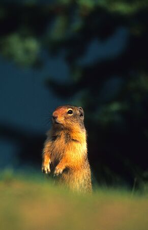 Cute Columbia Ground Squirrelの写真素材