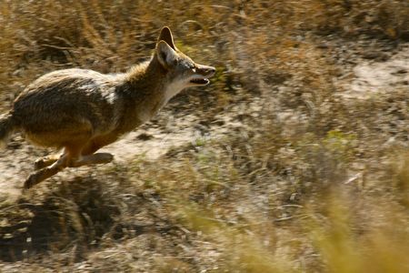 Running Coyote