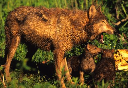 Wolf Mom Wore Out From Pups