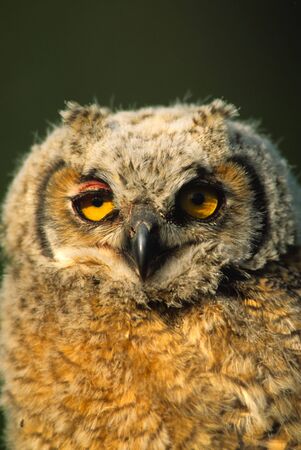 Great Horned Owlet Portraitの写真素材
