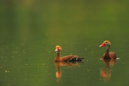 Black-bellied Whistling Duck