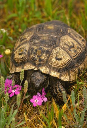 Texas Tortoiseの写真素材