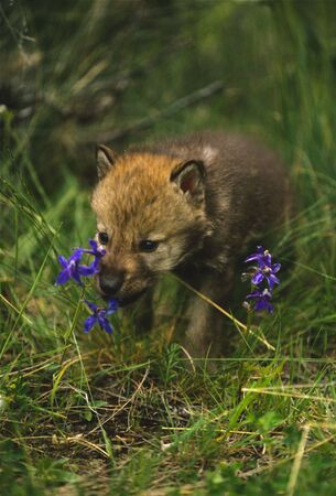 Wolf Pup and Wildflowerの写真素材