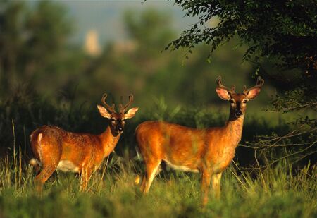 Whitetail Bucks in Velvetの写真素材