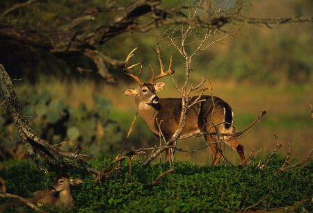 Rutting Whitetailsの写真素材