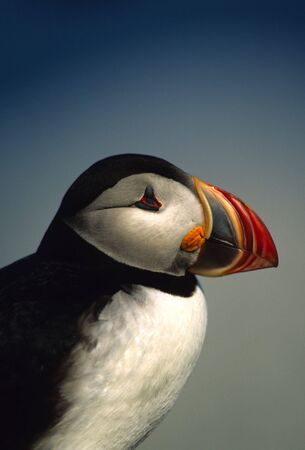 Atlantic Puffin Portraitの写真素材