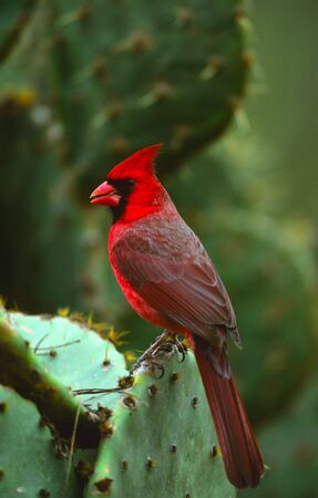Northern Cardinal on Cactusの写真素材