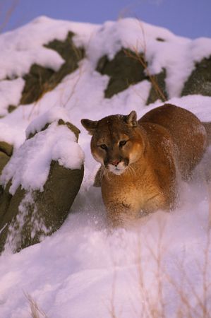 Mountain Lion Running in Snowの写真素材