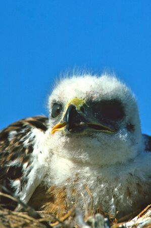 Ferruginous Hawk Chickの写真素材
