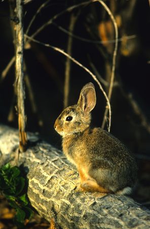 Cottontail on Logの写真素材