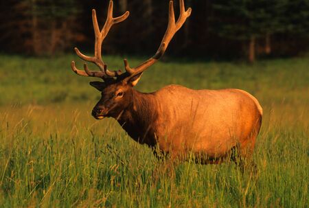 Bull Elk in Velvetの写真素材