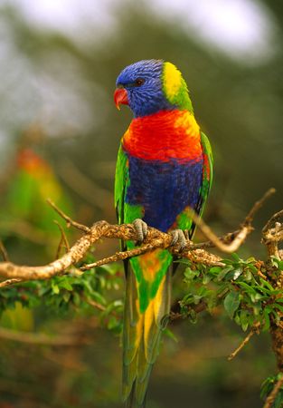Rainbow Lorikeetの写真素材