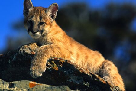 Proud Baby Mountain Lion