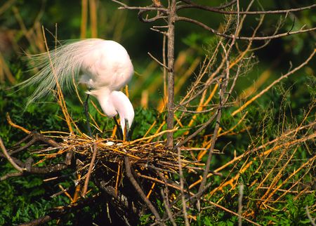 American Egret on Nestの写真素材
