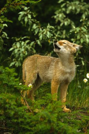Howling Coyote Pup