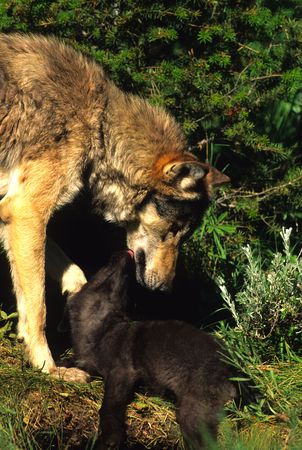Wolf Female with Pupの写真素材