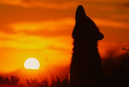 Howling Wolf in Sunriseの写真素材