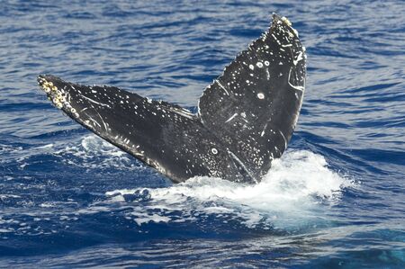 Tail of a Humpback Whale Diving