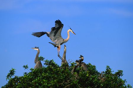 Great Blue Heron Nestの写真素材