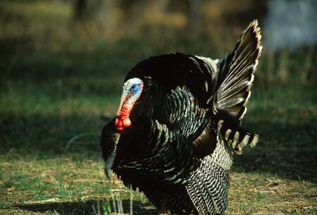 Male Wild Turkey Strutting
