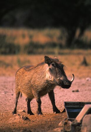 Warthogの写真素材