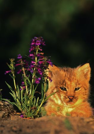 Cute Lynx Kittenの写真素材