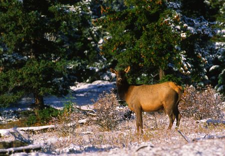 Cow Elk in Snowの写真素材