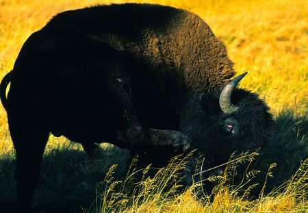 Bison with an Itchの写真素材