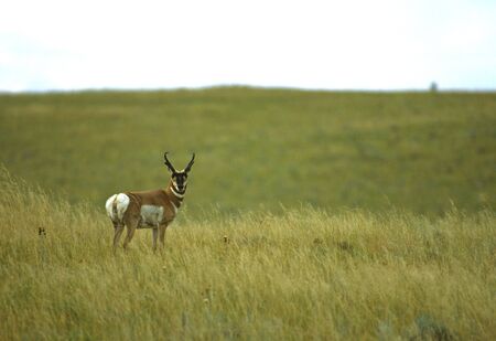 Pronghorn Antelope Buckの写真素材