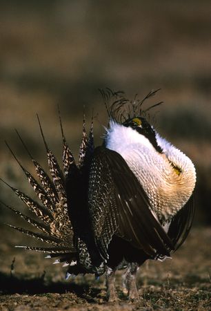 Strutting Male Sage Grouseの写真素材