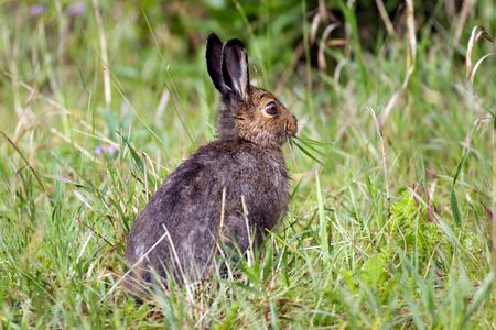 Snowshoe Hare