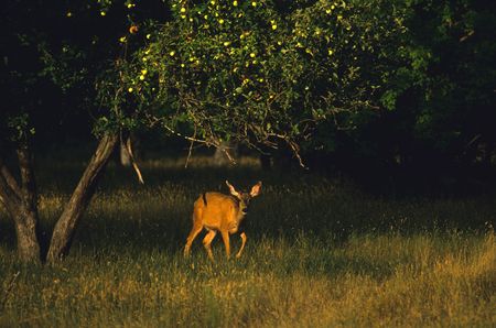 Mule Deer Doe and Apple Treeの写真素材