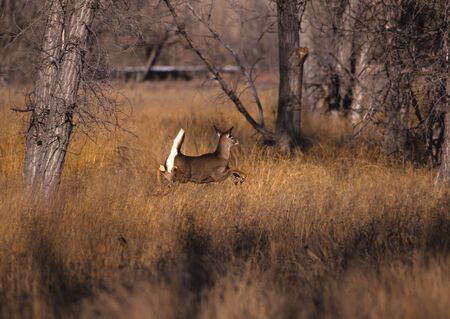 Whitetail Doe Runningの写真素材